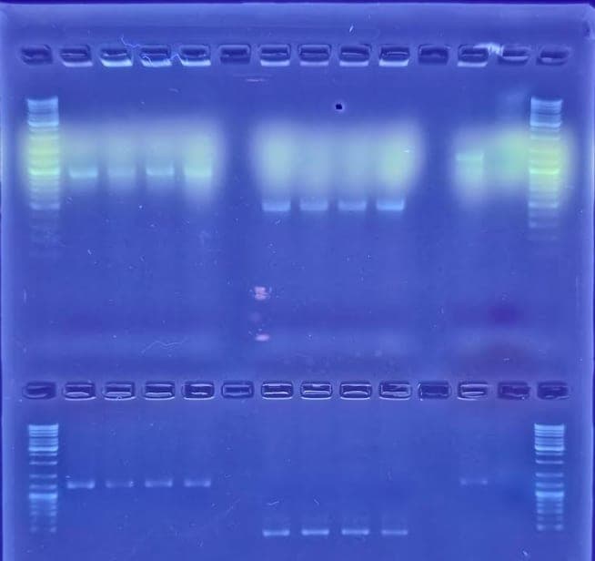 Electroforesis de gel de ADN · Verificación de cepa · Laboratorio UPV