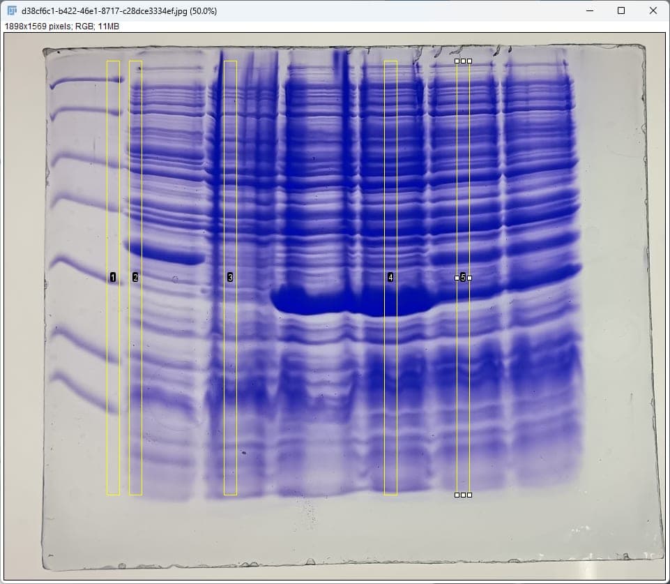 Electroforesis de gel de ADN · Verificación de cepa · Laboratorio UPV